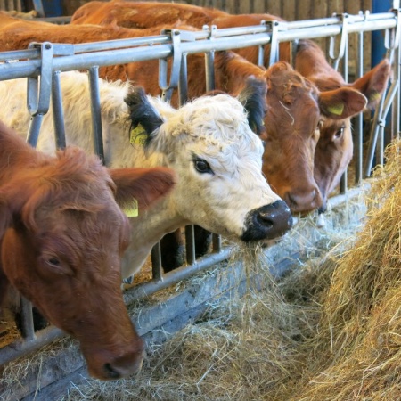 Größeres Bild ansehen